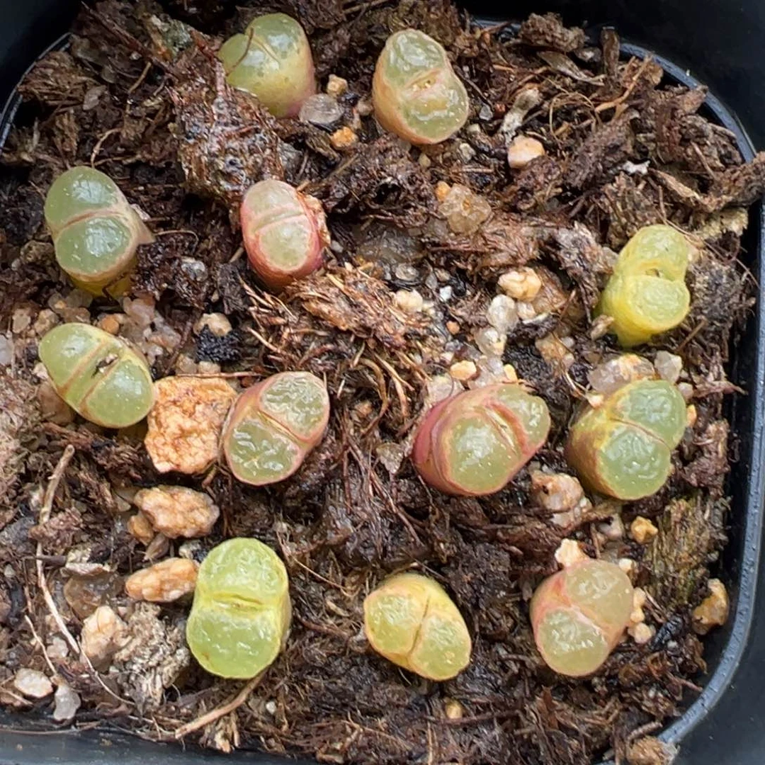 2.9好看的多肉164