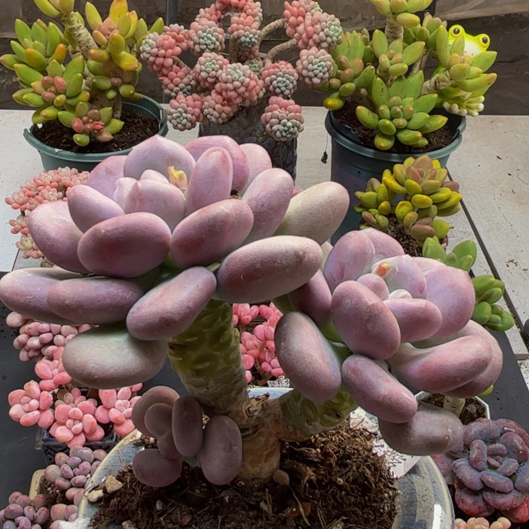 403月美人8cm多肉