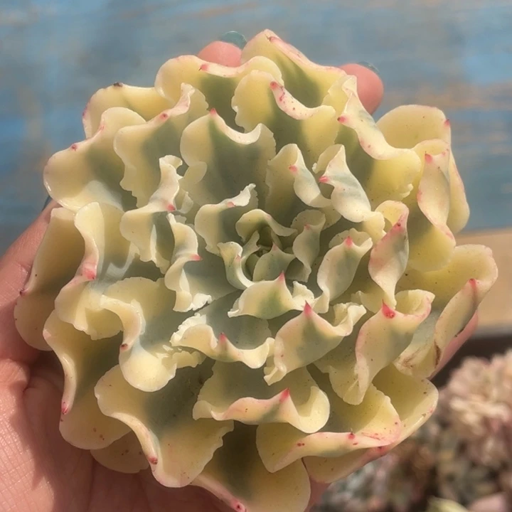 海啸锦完美腹轮头盖多肉