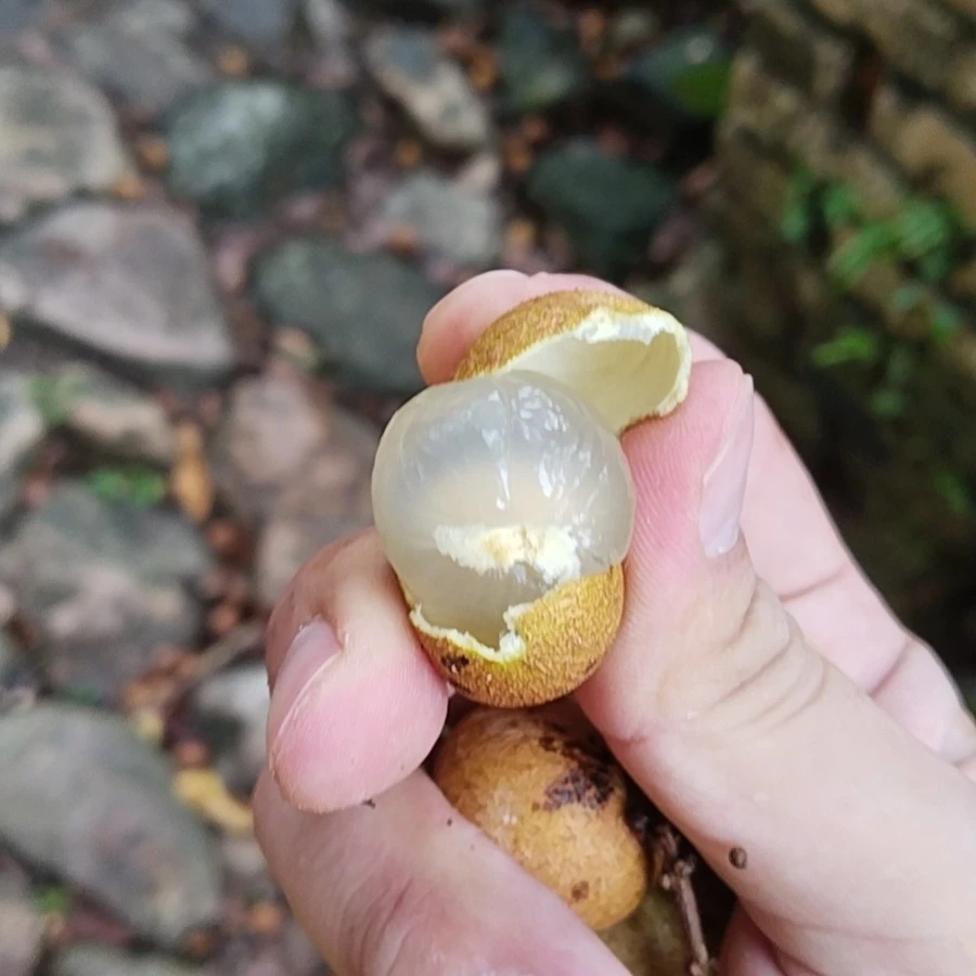 关注阿飞，进粉丝群，品尝特价“龙眼”，它很脆，甜！