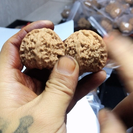 一**百白狮子一对 40尺