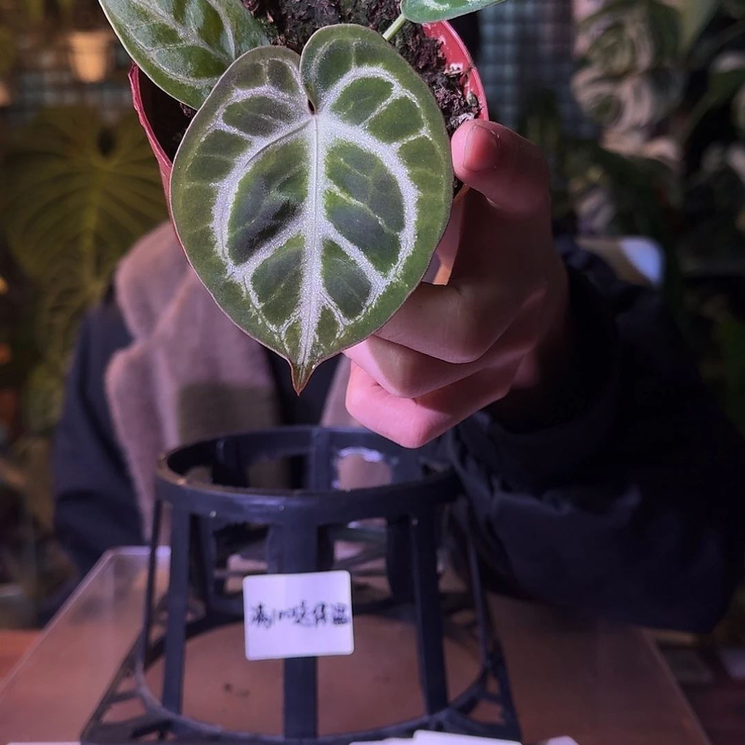 不开花植物G524kos杂狂战士