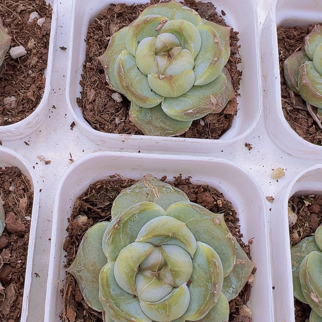 单头胖虎珍妮19包邮