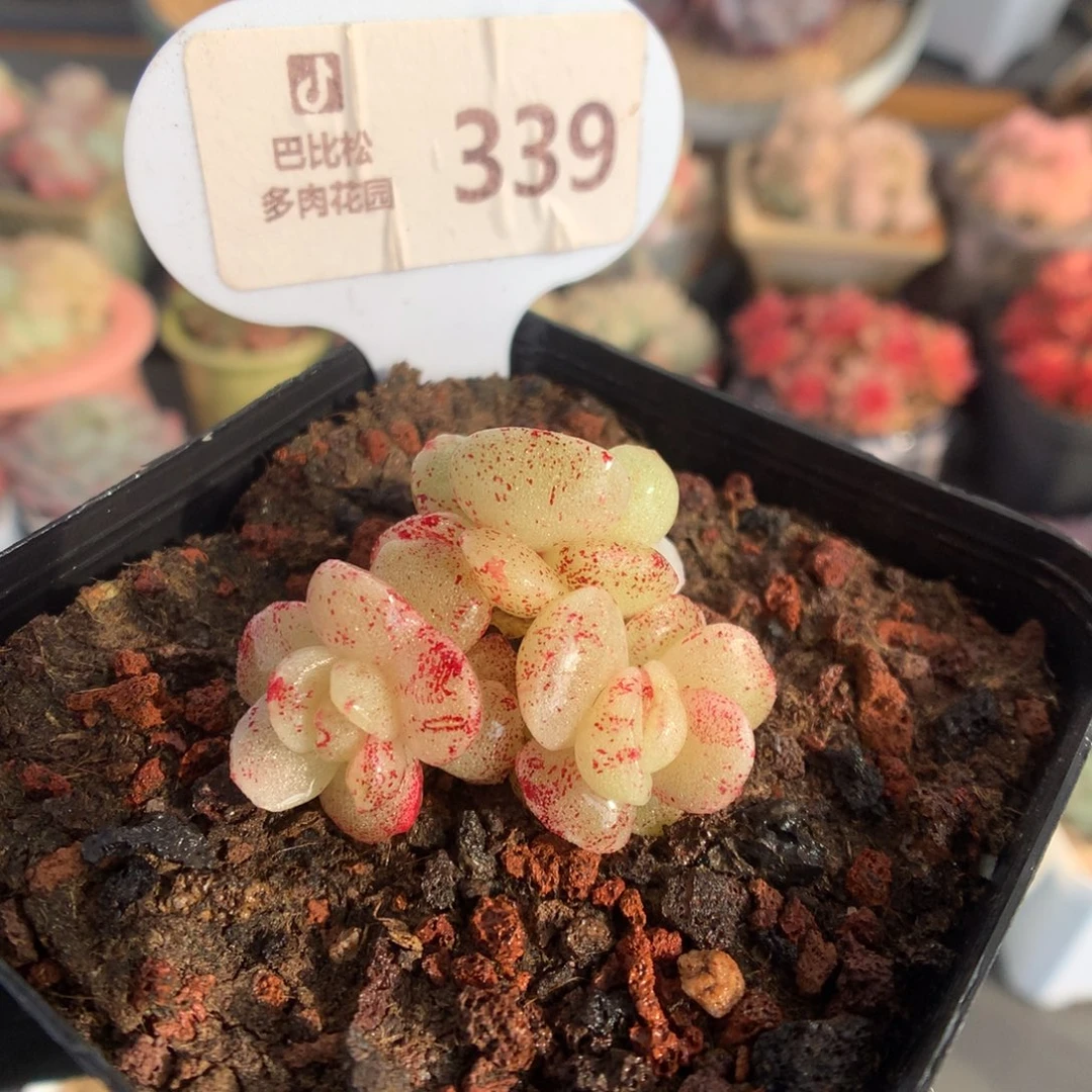 339 血斑冰玉石化多肉