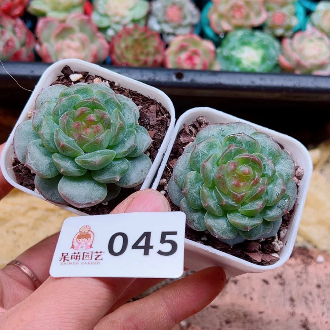 多肉植物多肉植物