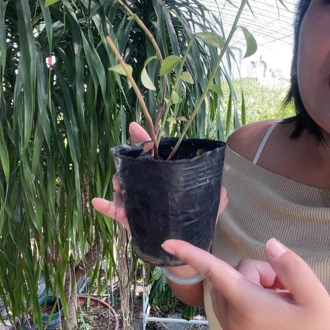 特价福利苗33cy修剪发货两棵