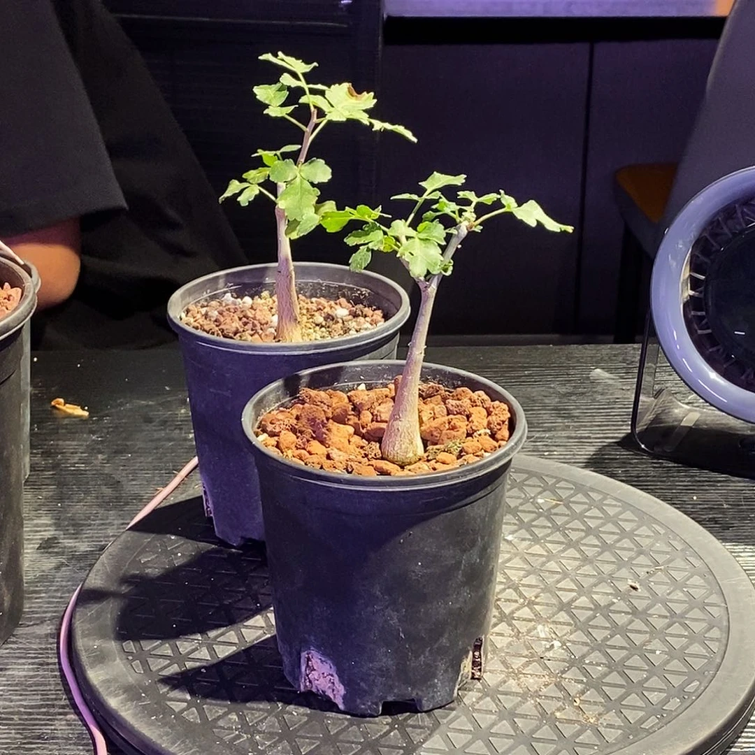 二***桥芳香一个带盆一个