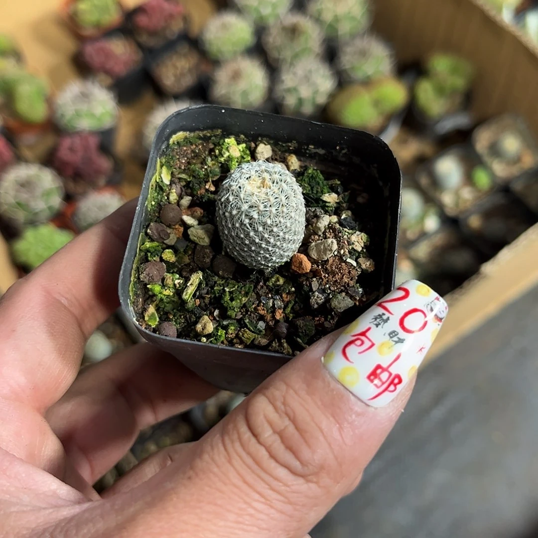 太刀兰单头发货有根发货