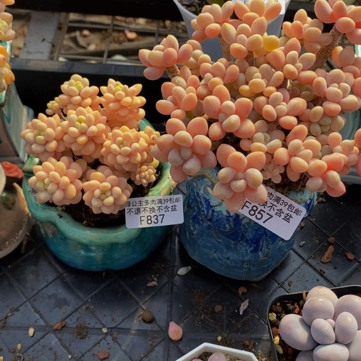 单**飘洛可可25鱼子酱39多肉植物