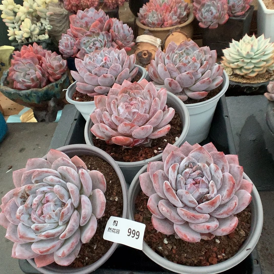 999星影8公分多肉植物量拍