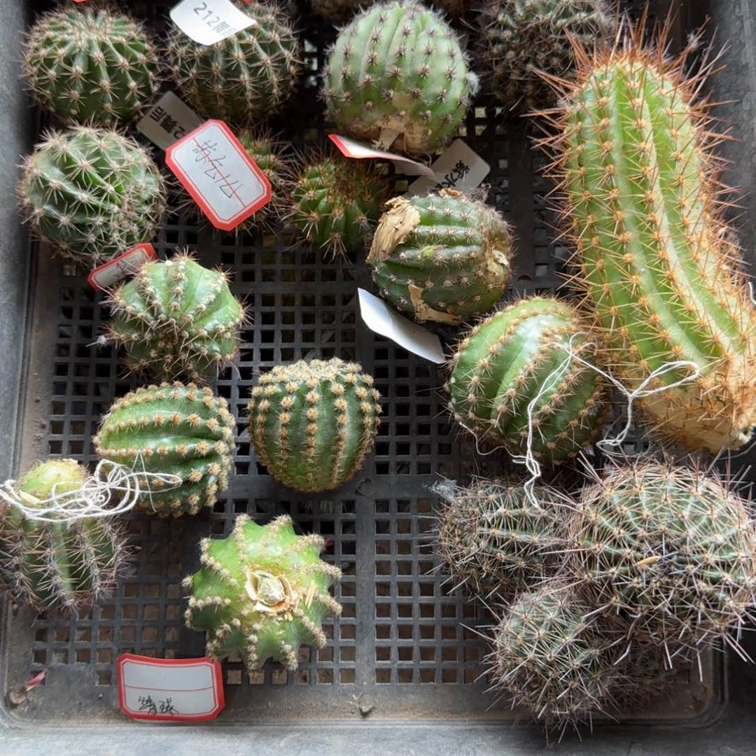 260无名2个班侧牙歪3公分左右20包邮