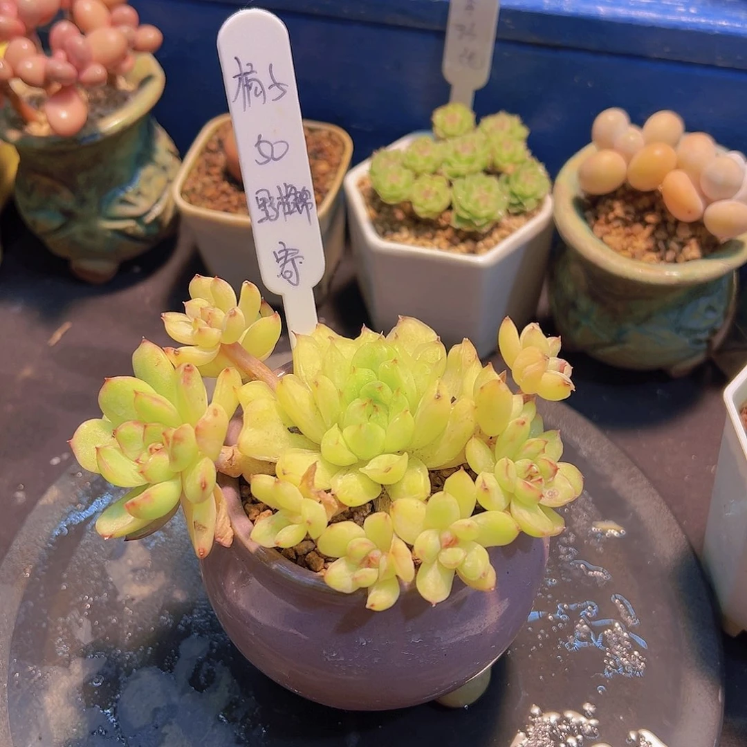 好****子野格锦，多肉植物，