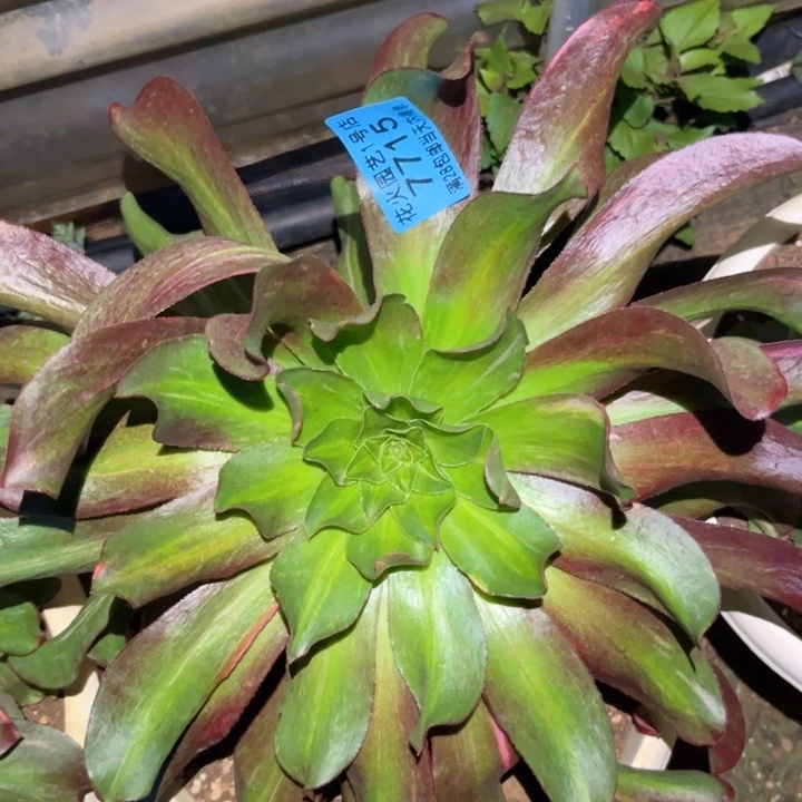 魅影七彩7715多肉植物