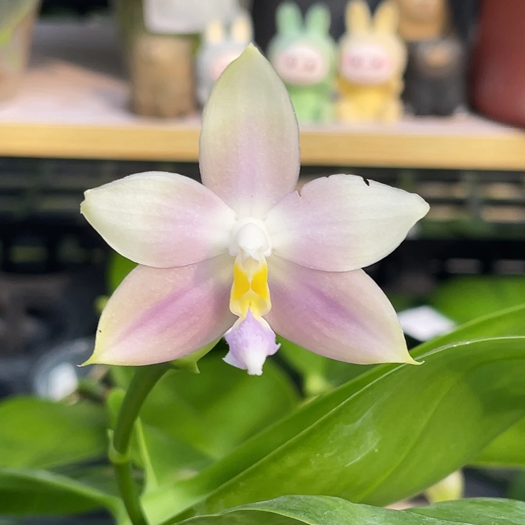 完全开放荧光交珍