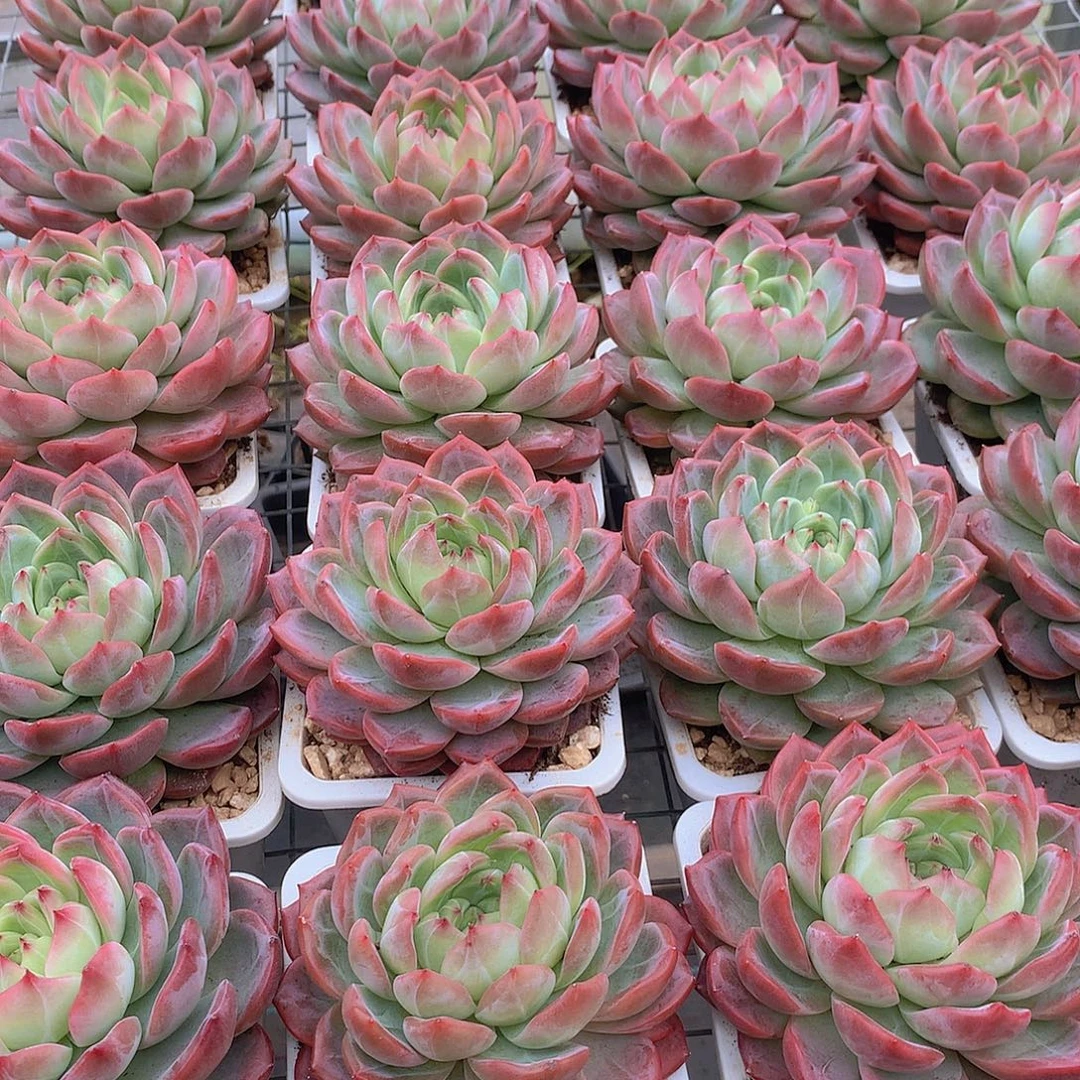 大号红鸾3567899000000