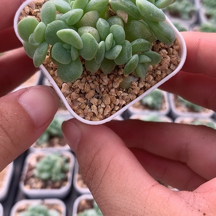 冰玉六头自然群一物一拍