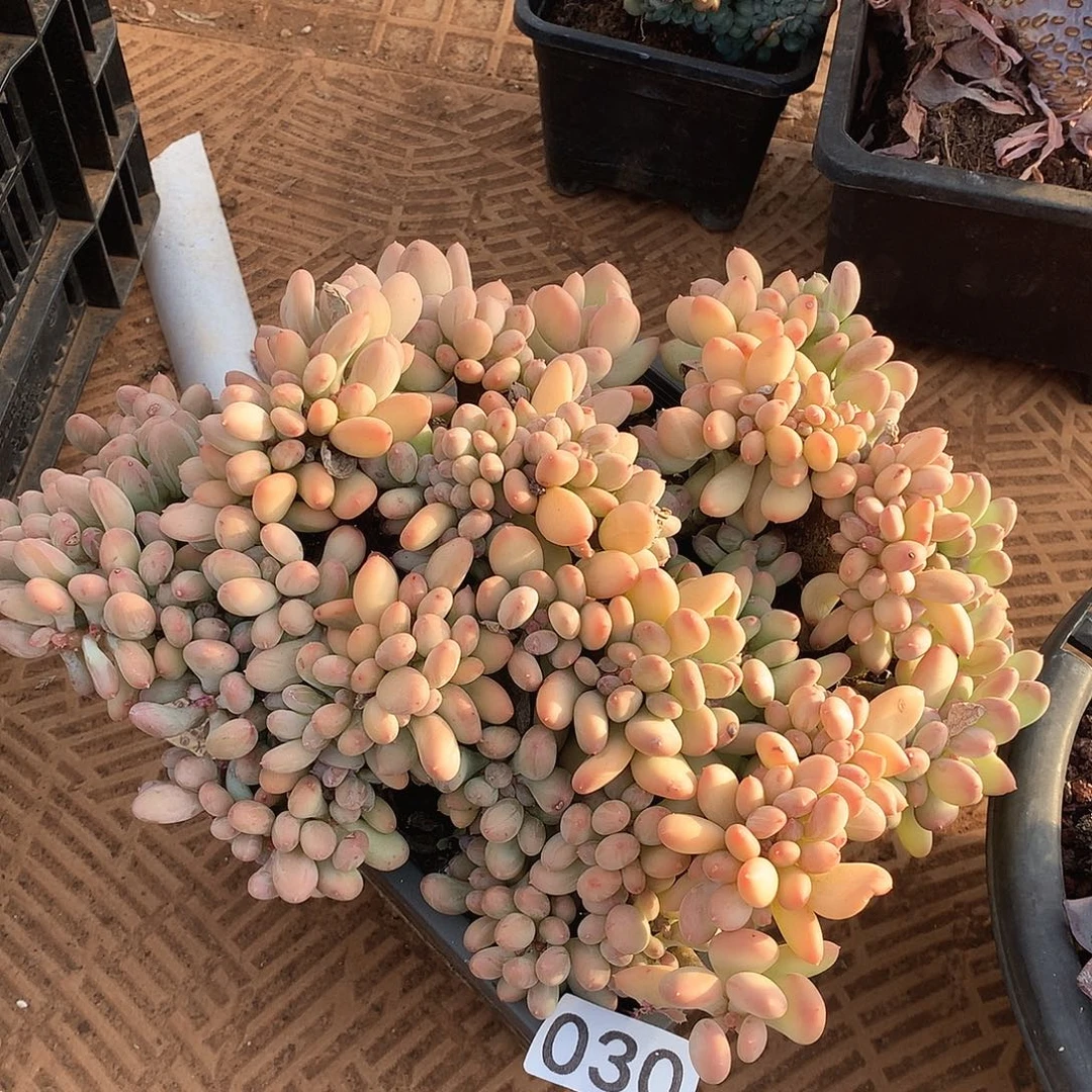 030三日月缀一物一拍多肉