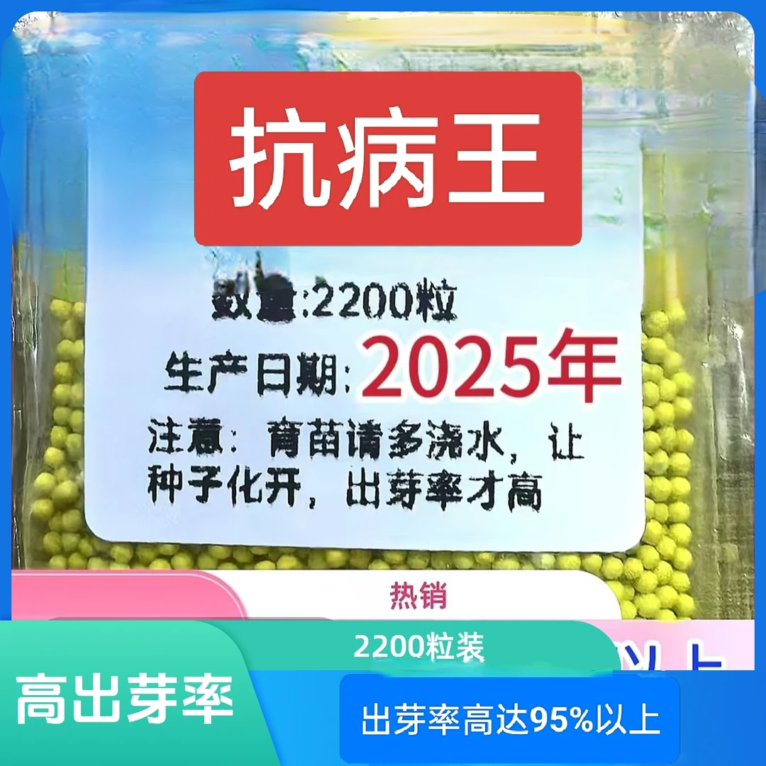 （云贵川）抗病王 高杆KK19 锯齿干八两 卖的好适合海拔2400以下