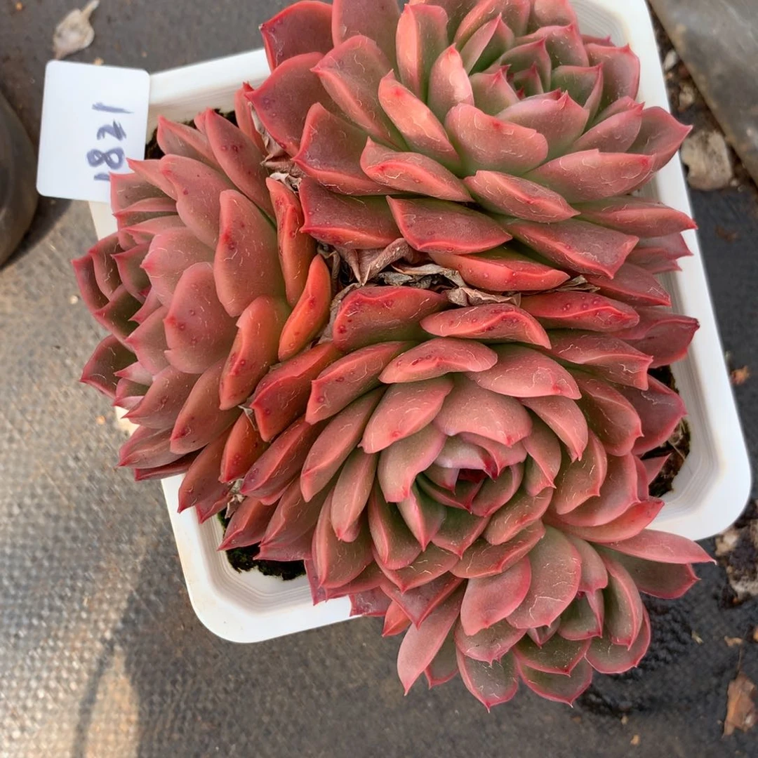 1821杂交多肉老桩