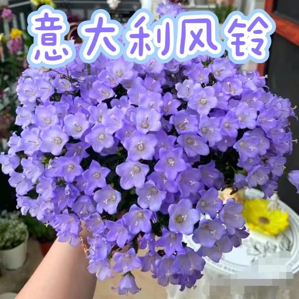 【意大利风铃】阳台小仙女盆栽花卉多年生常开室内盆栽植物