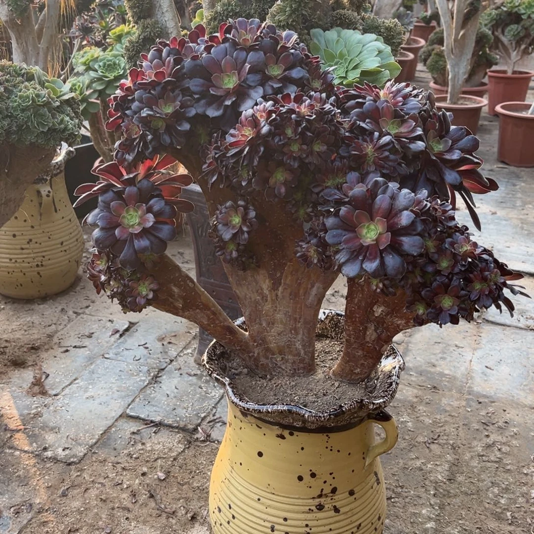 法师一物一拍精品