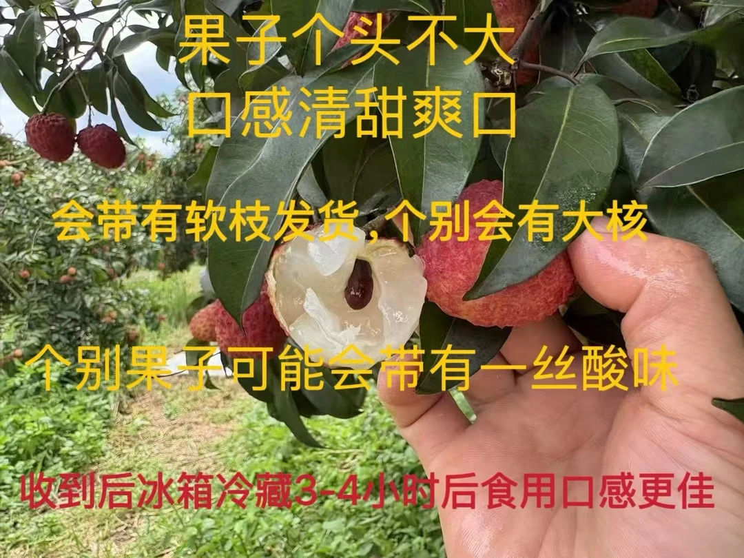 【顺丰空运】海南仙进奉 净重4.5斤 个头不大