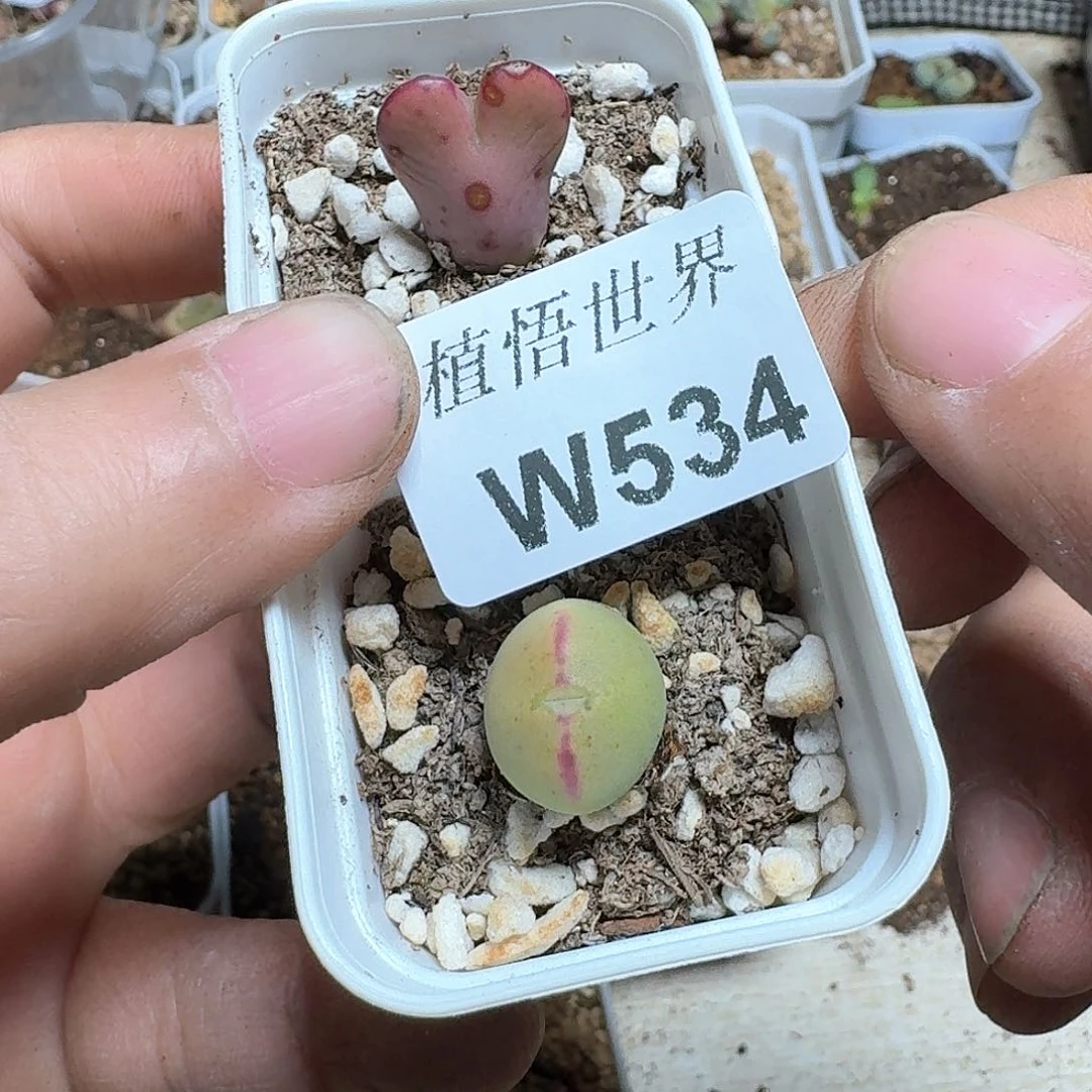 534盒多肉植物哇c f