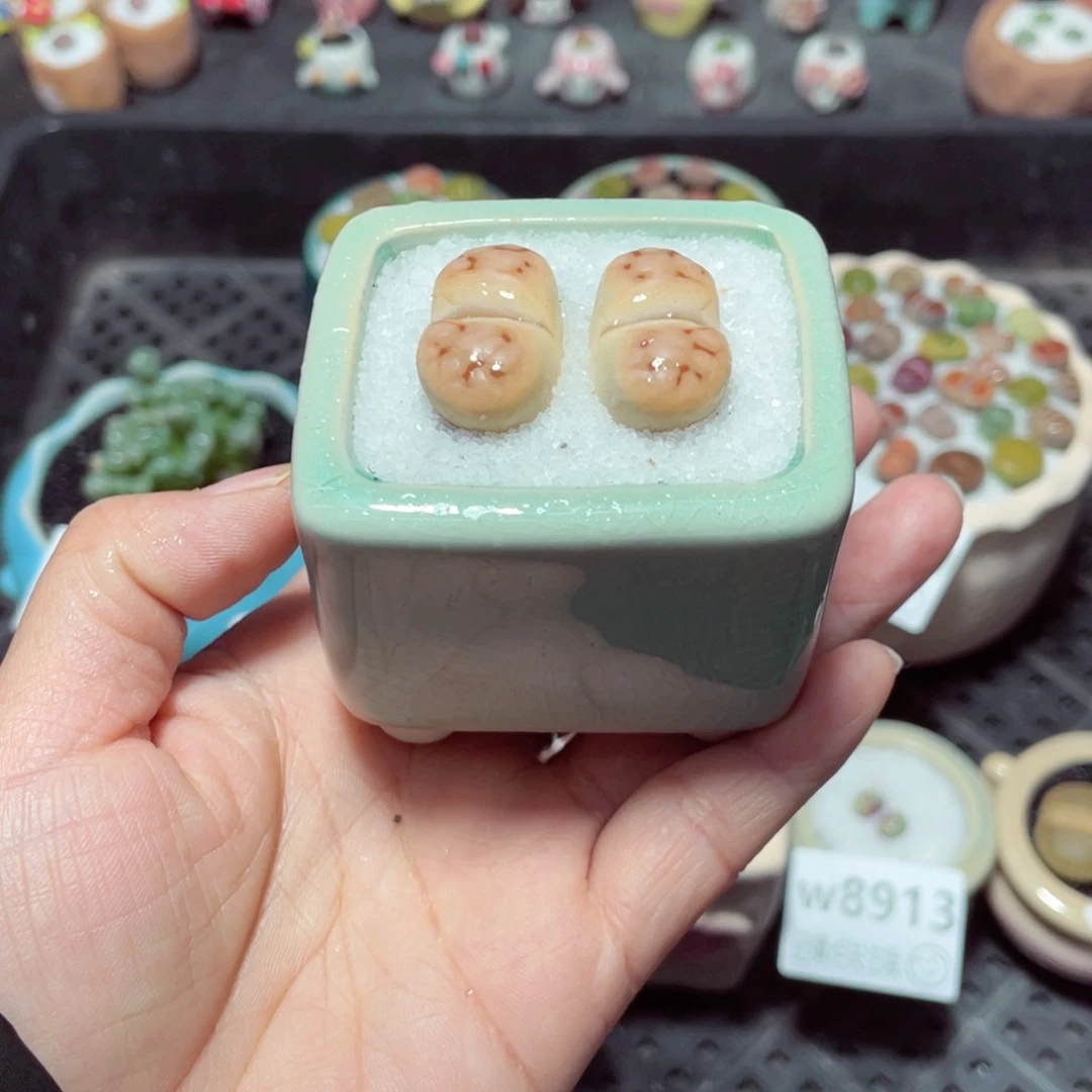 w8916 带盆土发货-零下地区拍保温箱