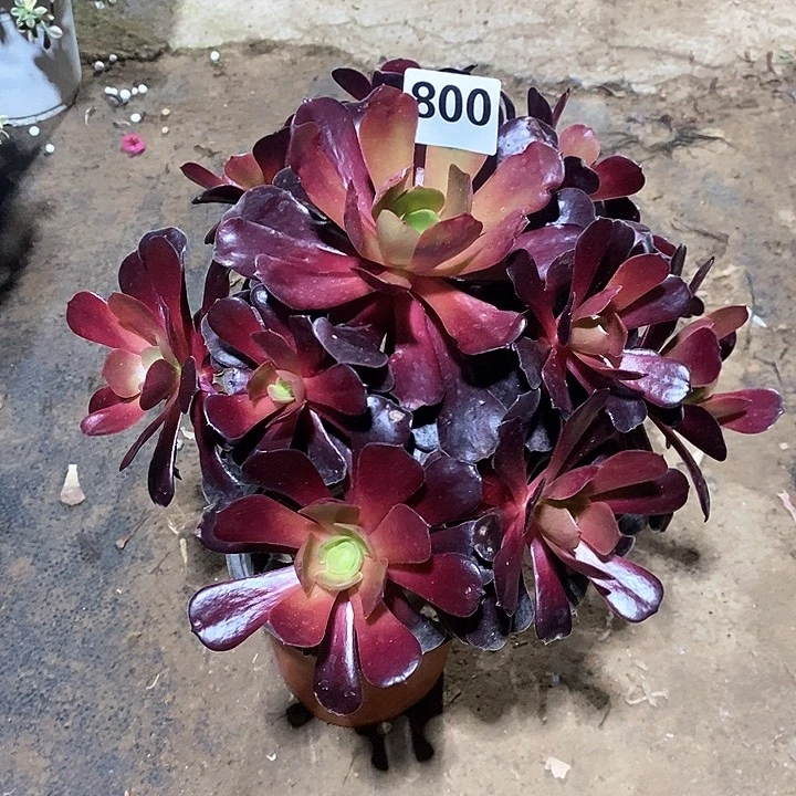 叫****行法师植物一物一拍800