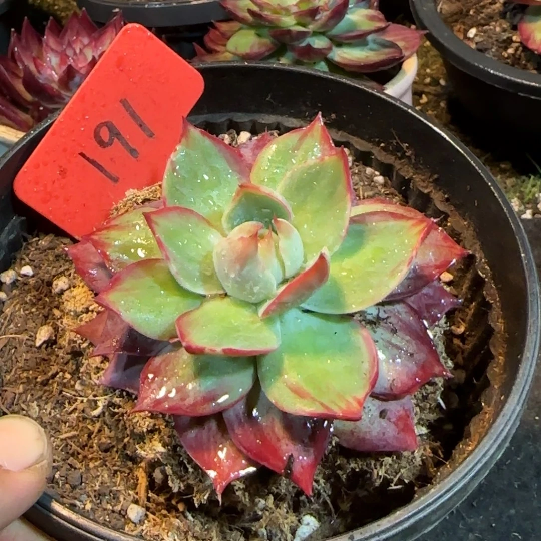 惊鸿一物一拍包装收缩花旱191