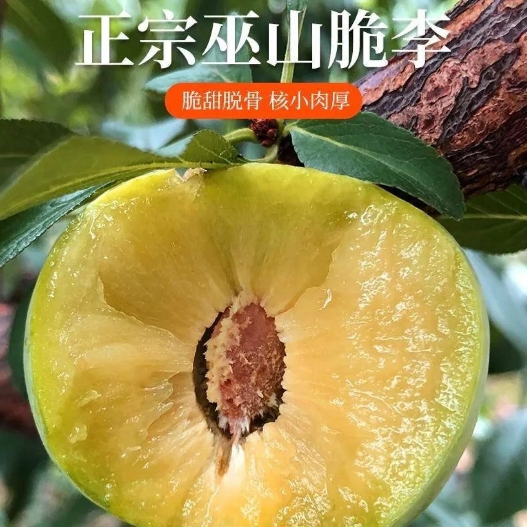【官方正品】顺丰空运  巫山曲尺核心产区脆李核，孕妇孩子放心吃