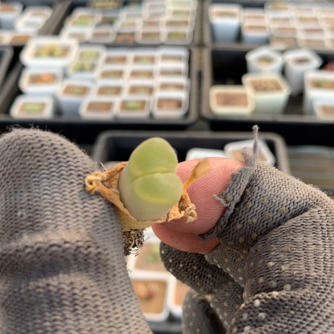 绑***咪968绿焰风铃母本