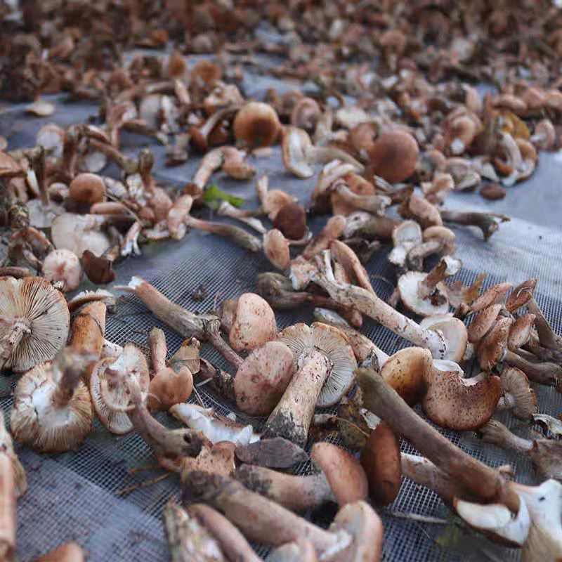 2025野生鲜榛蘑自然生长人工采摘焯水轻盐渍后顺丰包邮