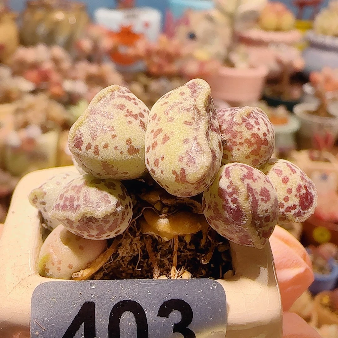 T猫耳海豹盆口2.5cm