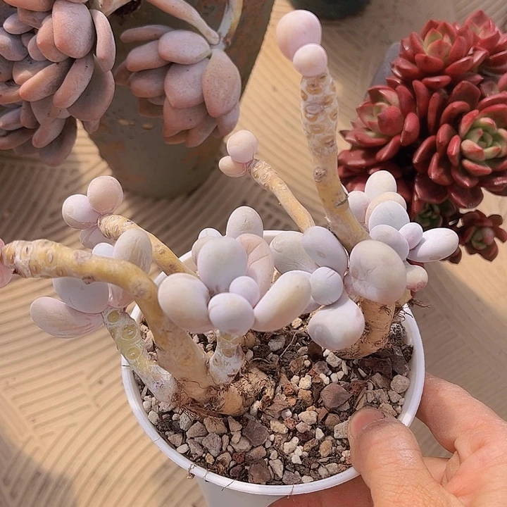 樱花奶3167多肉植物