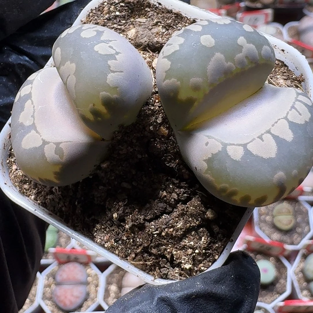 生石花2:：。生。 29