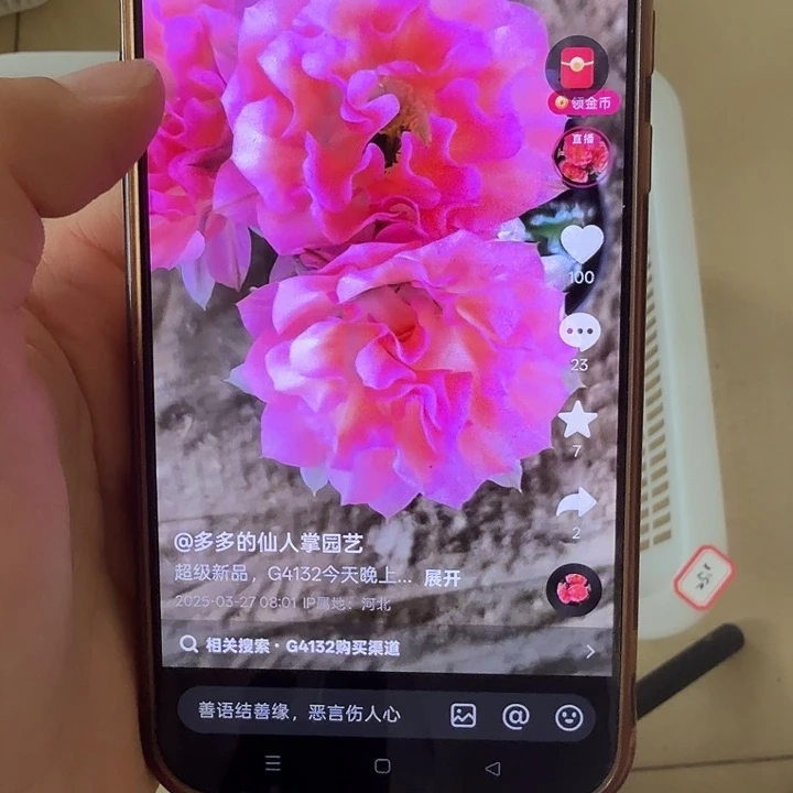 仙人球清库存g4132