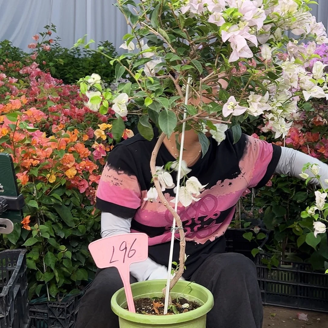 O****大部分花苞少量开放L96苹果花