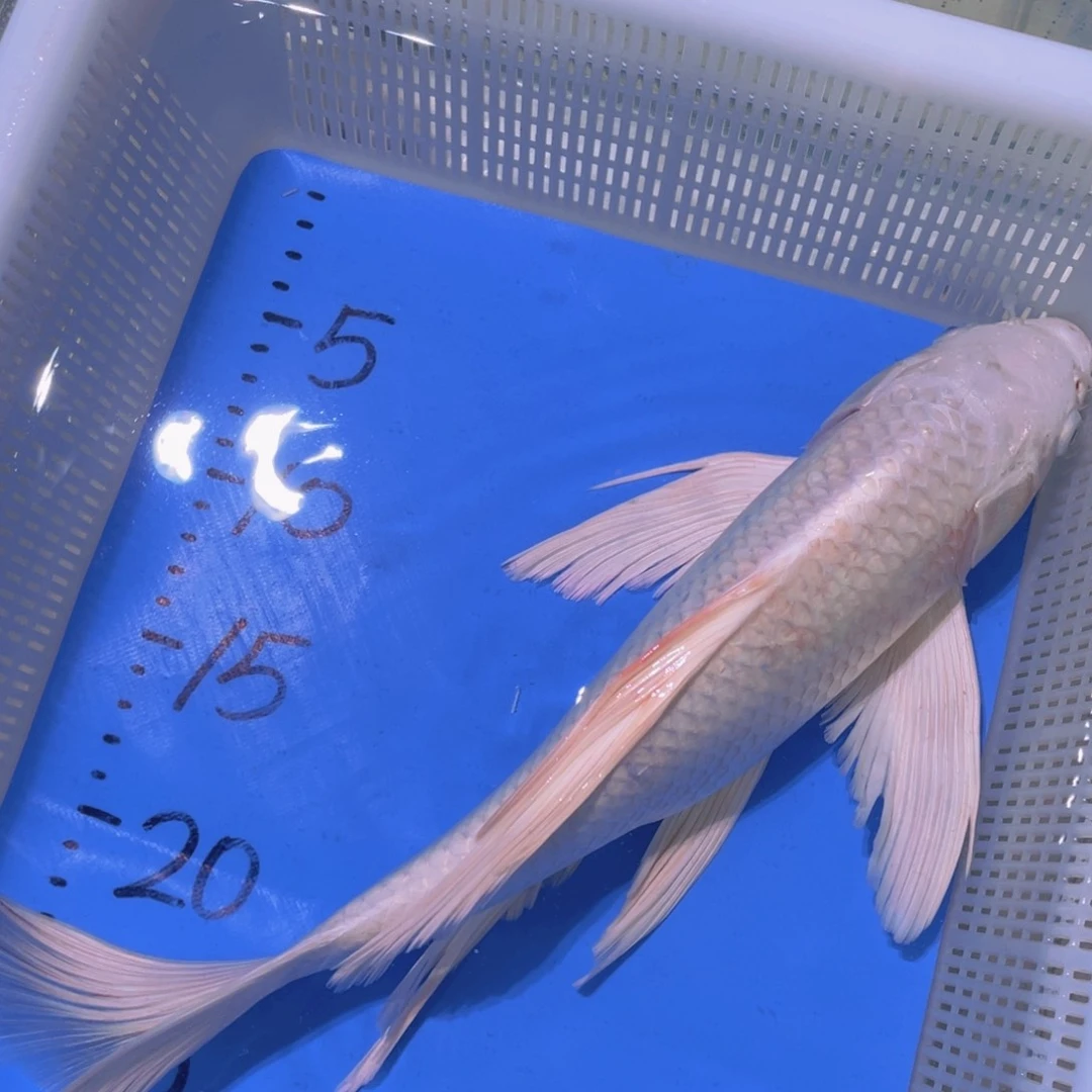 锦鲤锦鲤蝴蝶锦鲤包邮