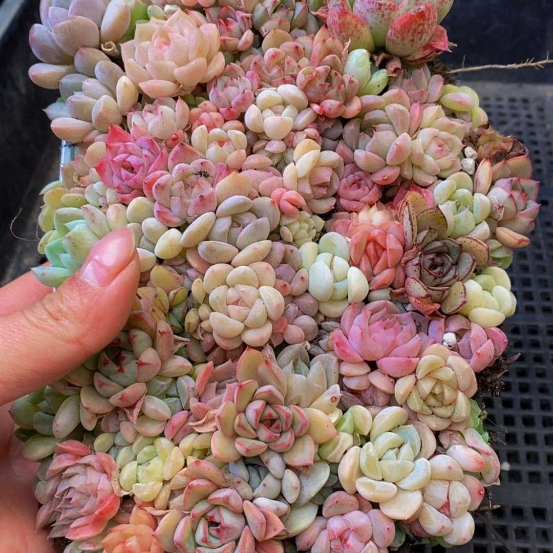 655多肉植物保护研究所所长