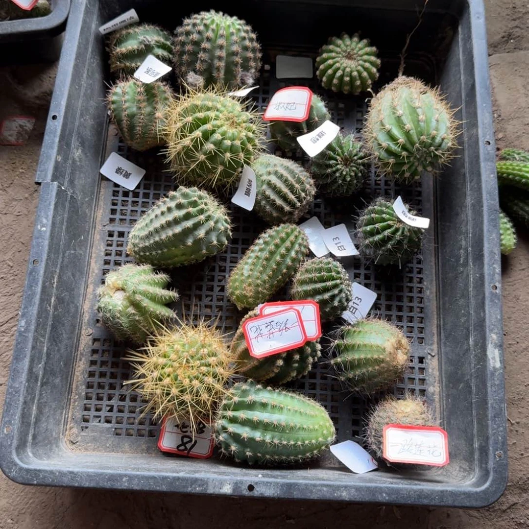 355无根2个侧牙3公分左右斑20包邮