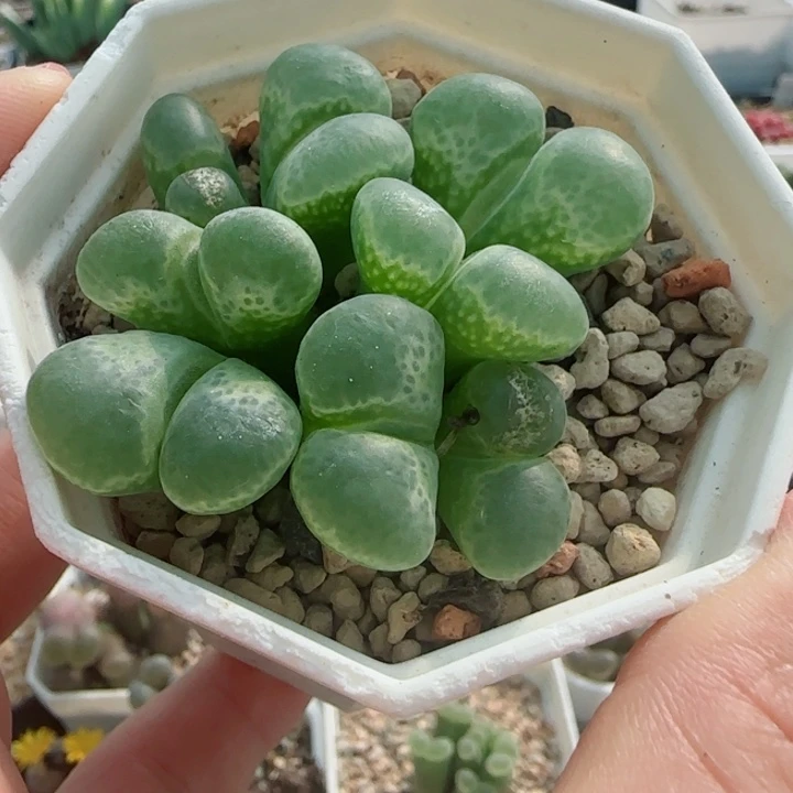 多肉植物双节清货59号