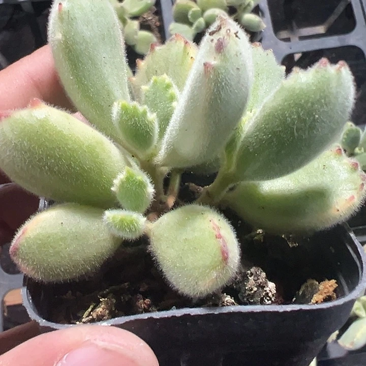 熊童子精品多肉植物