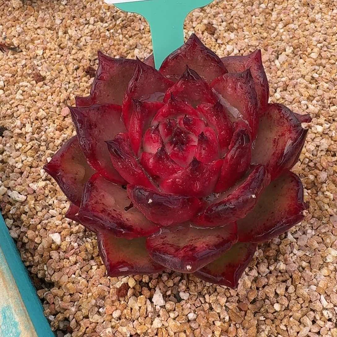 从前慢花园多肉0130-1量拍