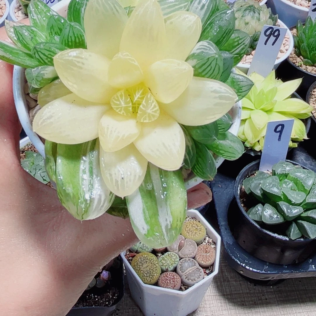 苏州玉露锦多肉植物6666