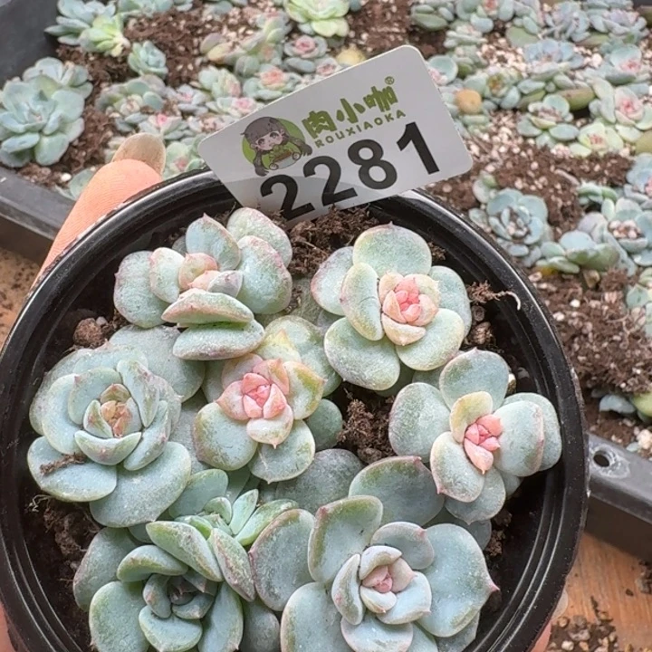 多肉植物多肉植物