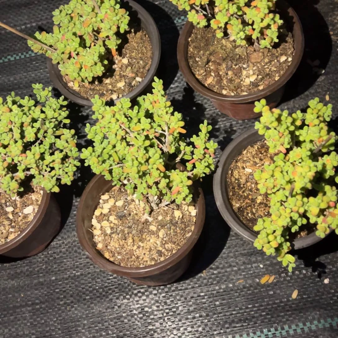 金桔糖球老桩乱七八糟