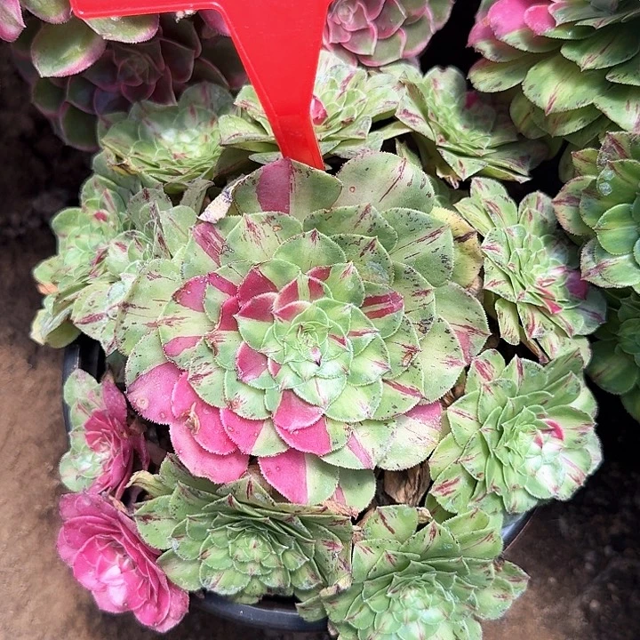 3-8081知否多肉法师