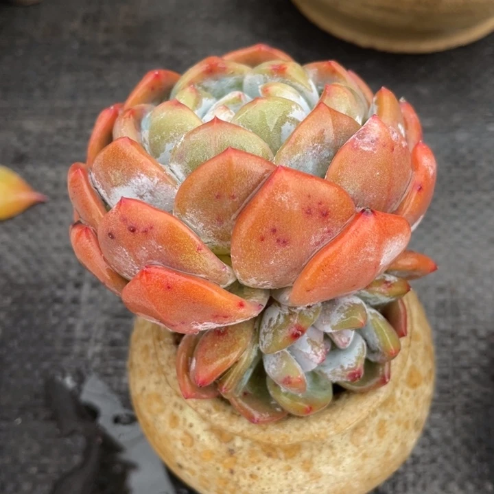 弥鹿之森多肉梦露