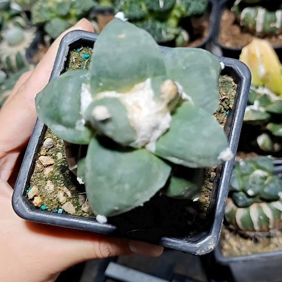 大尤青瓷牡丹291291